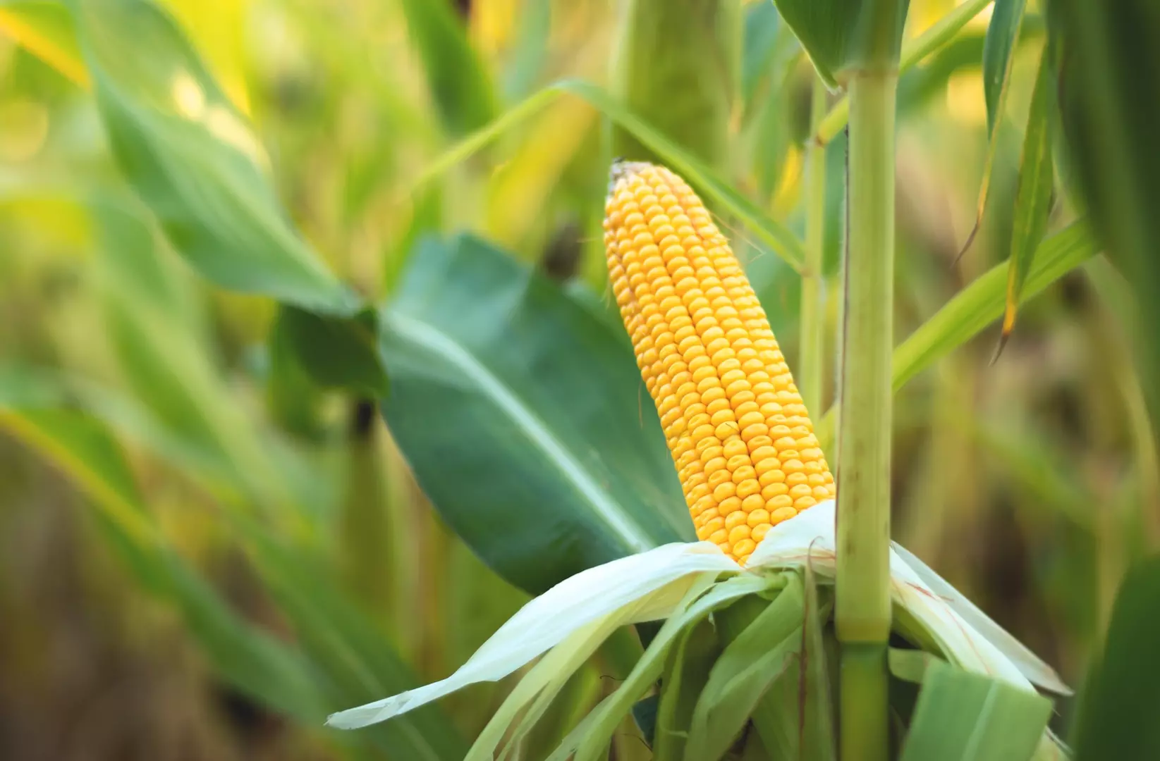 A selective focus picture of corn cob in an organic corn field.