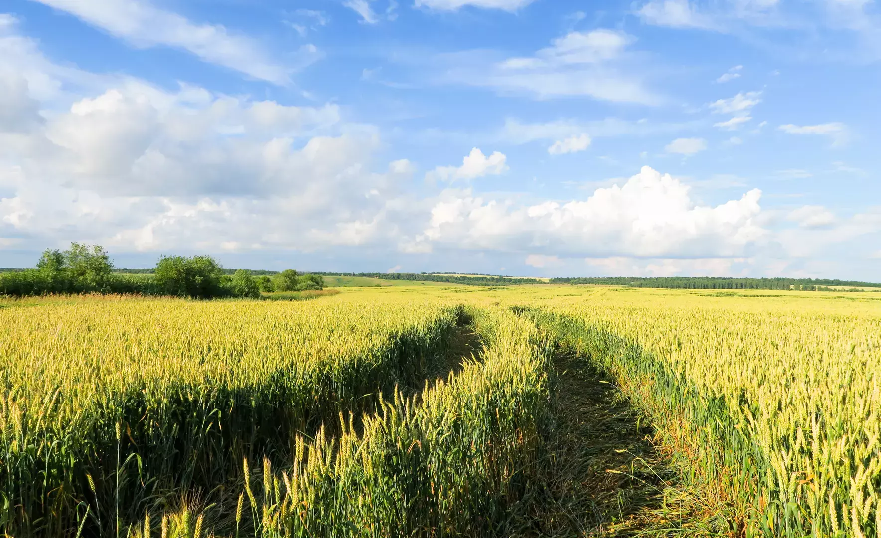 A yellow wheat field with fallen ripe ears and an open horizon. A farmer here might benefit from crop hail insurance