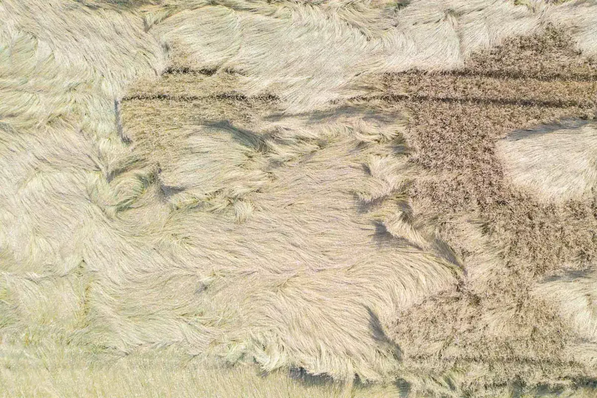 Aerial top-down view of a wheat field with fallen down broken by wind wheat heads. Wind-damaged crops and agriculture failure