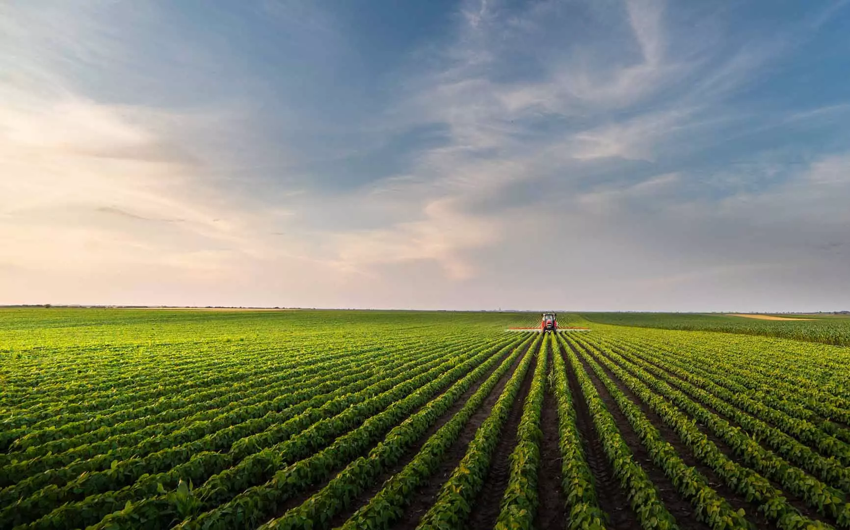 Tractor spraying soybean field in sunset. Season plant