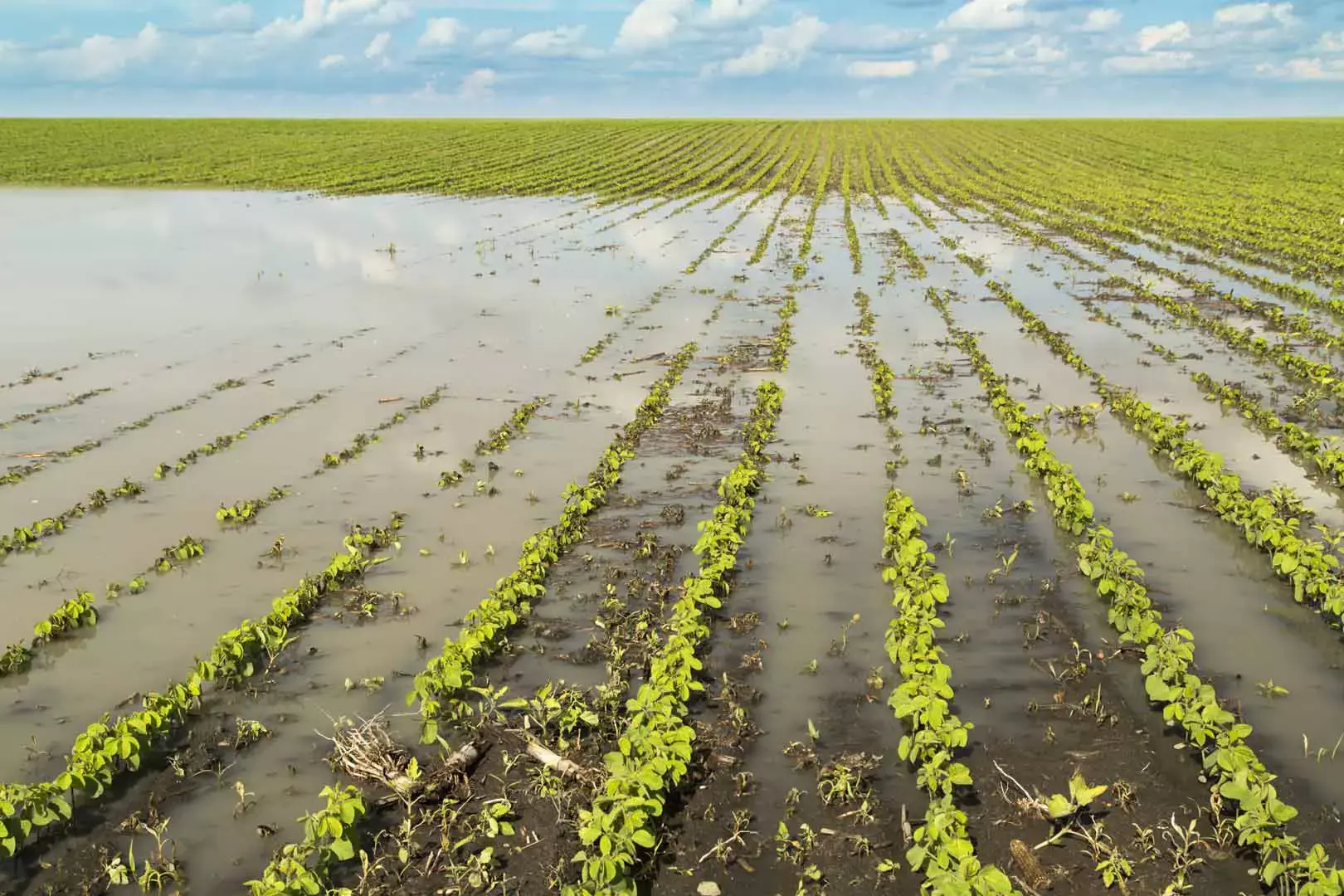 Agricultural disaster flooded soybean crops. Why flood detection matters
