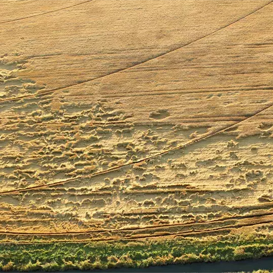 An aerial view of a ripe wheat field damaged prior to harvest by weather phenomenon such as wind rain and hail