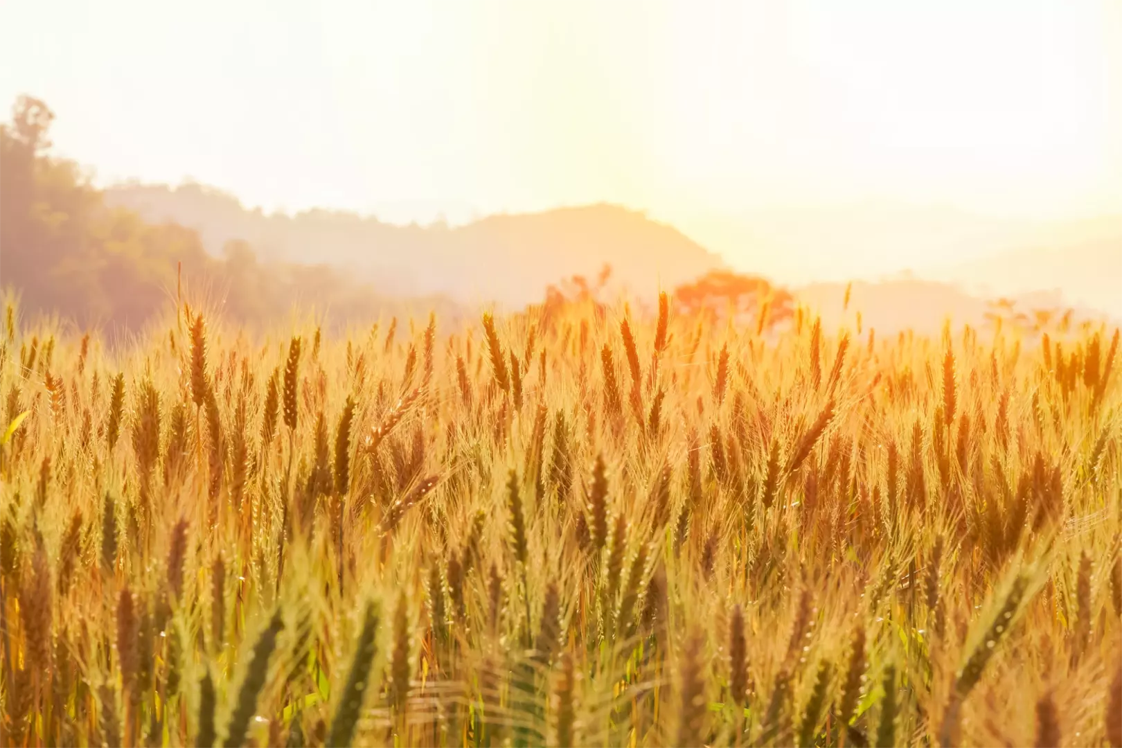 Barley in the golden yellow farm is beautiful and waiting for harvest in the season