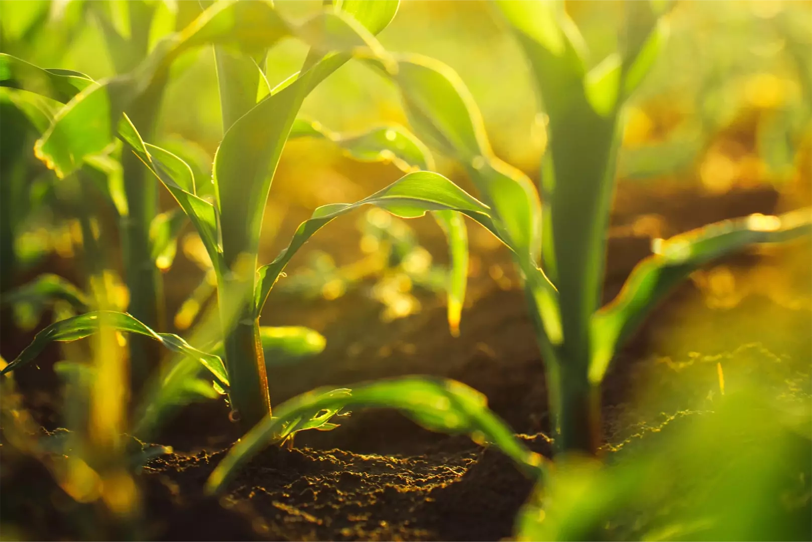 Corn crops growing in field sunlight flare selective focus