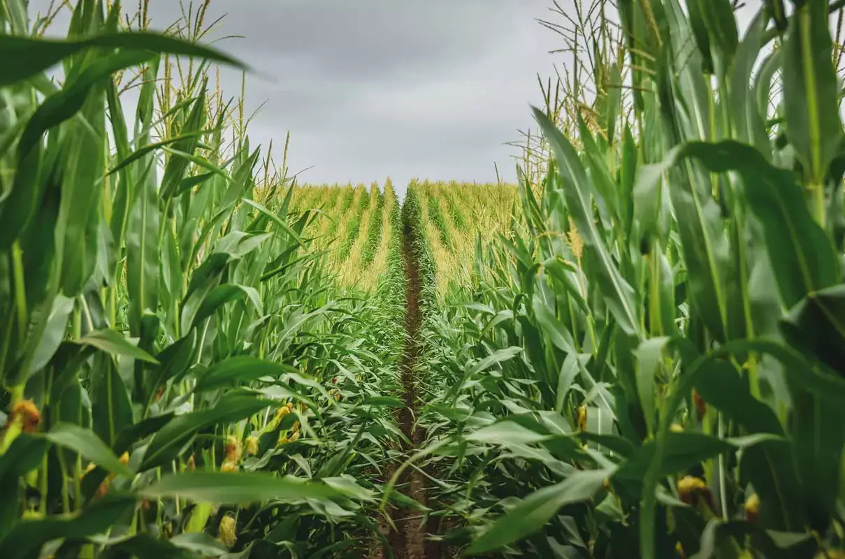 Corn field close up showing single path along the center