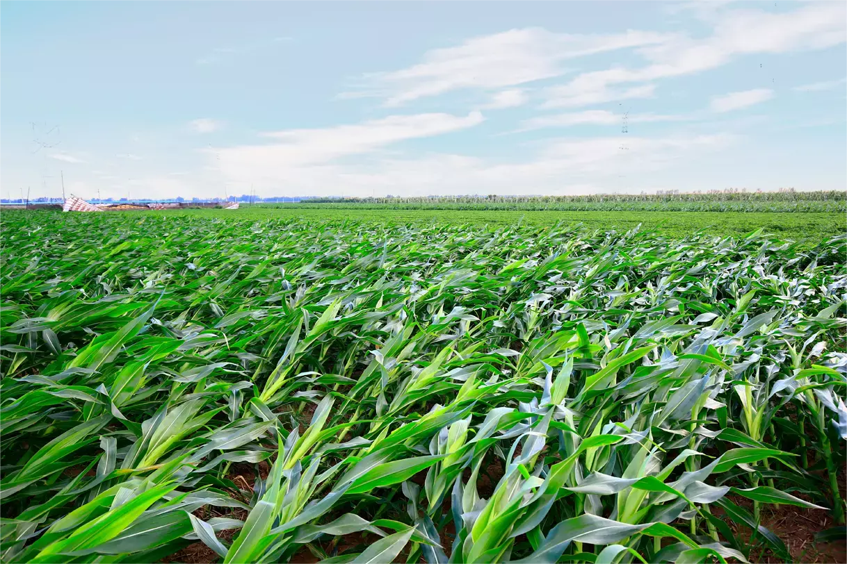 Corn fields of disaster the wind blew