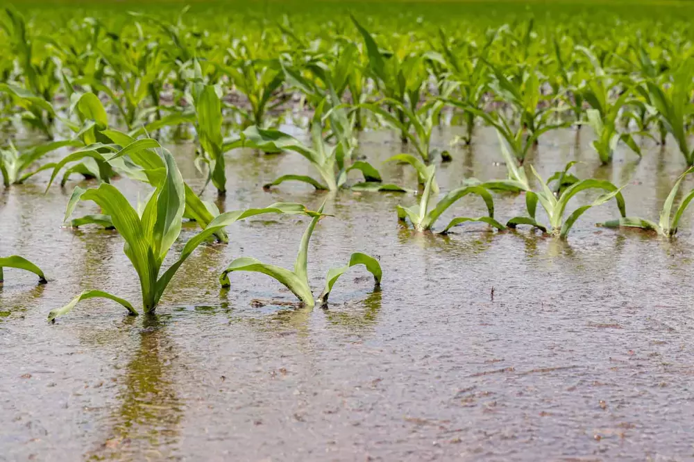 Cornfield flooding from heavy rain and storms in the Midwest. Flooding weather and corn crop damage from standing water in farm field