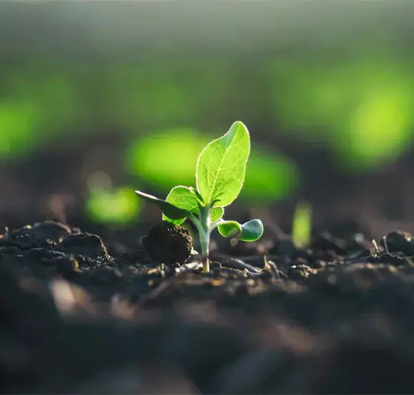 Earth-Day-concept.-Green-sidling-grow-in-rich-black-dirt.-Little-plant-sprout-growing-in-the-sun-on-agricultrual-field