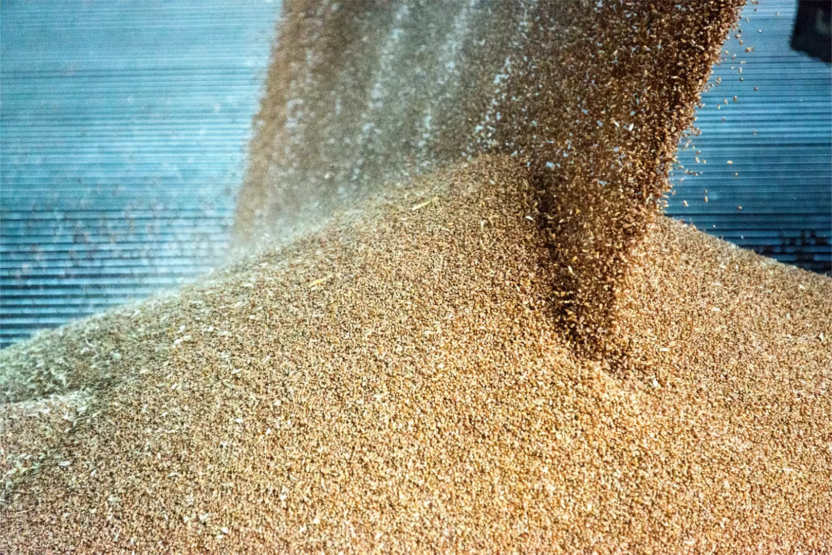Grains cereal being delivered at a agricultural silo for storage and drying
