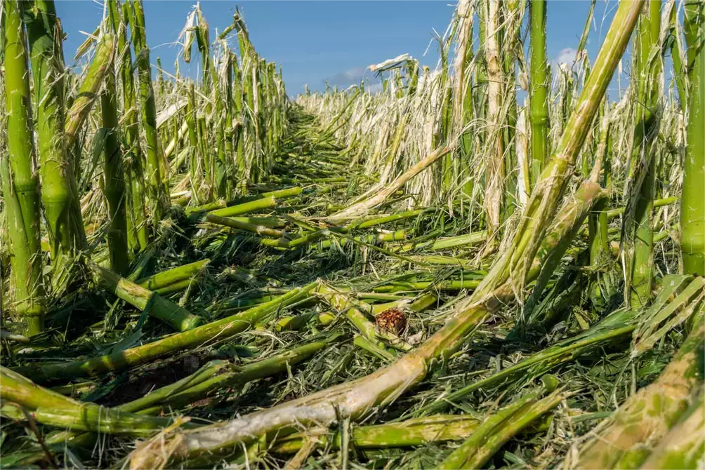 Hail damage and heavy rain destroys crop agriculture and maize fields