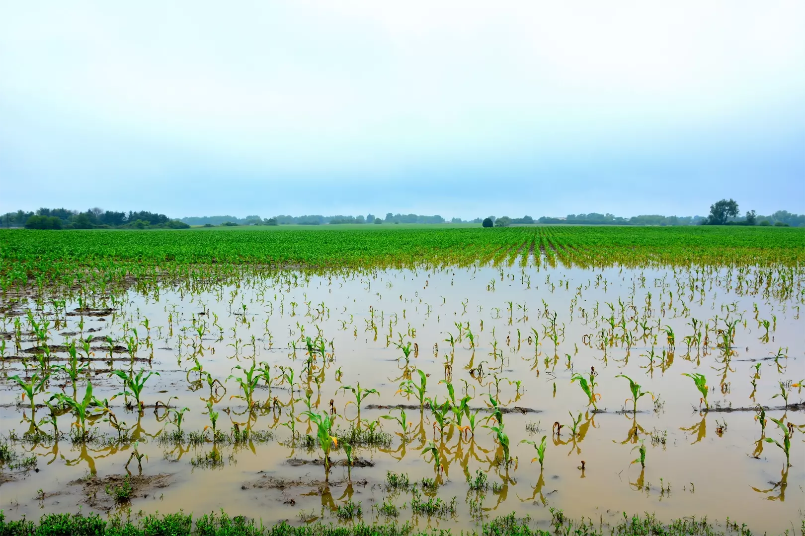 Rain clouds above a midwest farm fields flooded by heavy rain leaving corn maize crops stressed from too much water and water damaged.