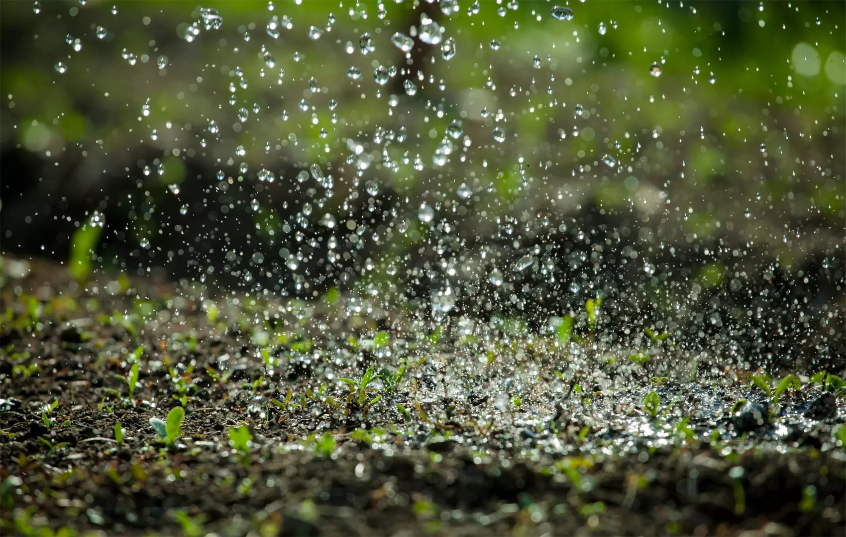 Rain drops falling on spring wet flowerbed soil. Sprinkled water mist