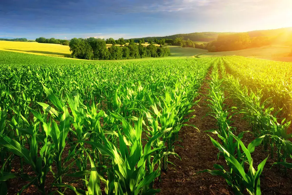 Rows of young corn plants on a fertile field with dark soil in beautiful warm sunshine fresh vibrant colors