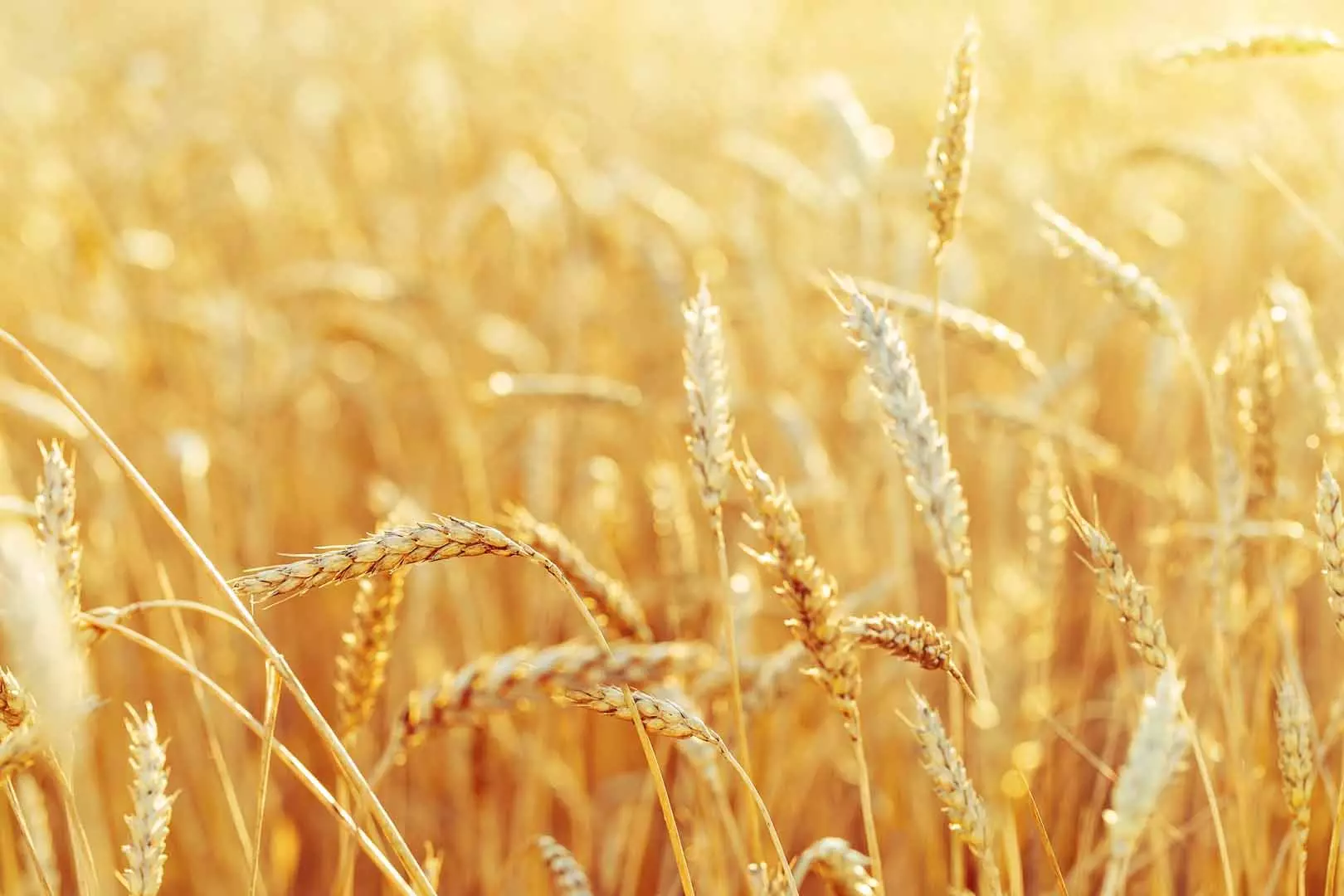 Rural scenery. Background of ripening ears of wheat field and sunlight. Crops field. Selective focus. Field landscape