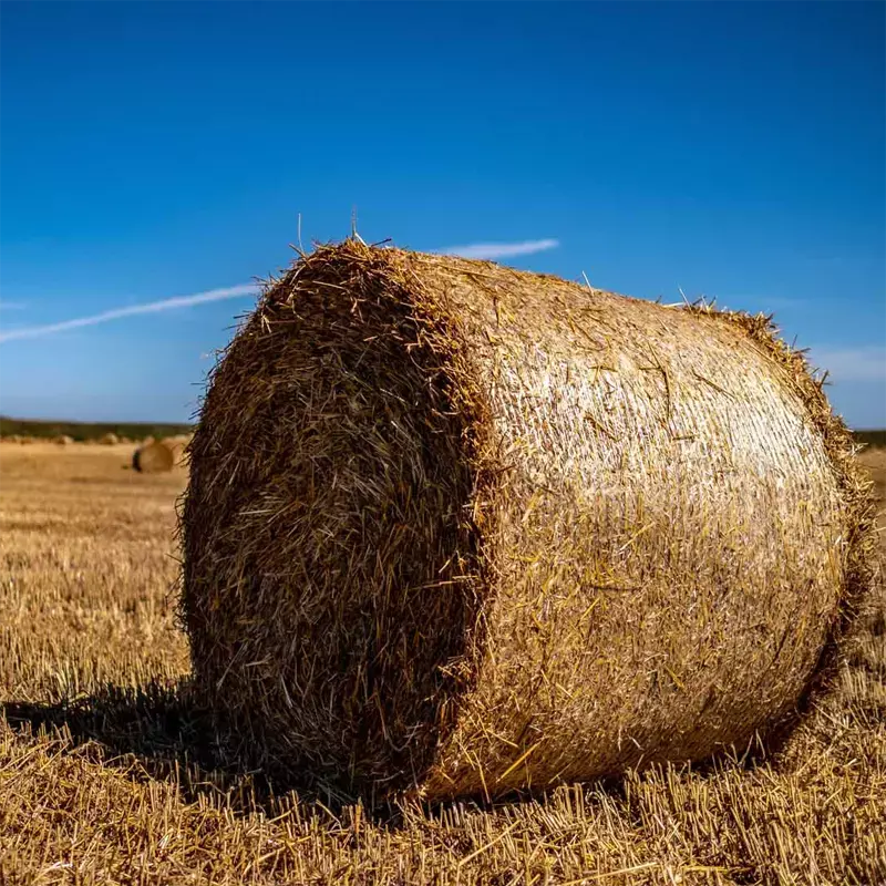 Straw-bales-on-farmland-with-blue-clear-sky-straw-bales-on-farmland