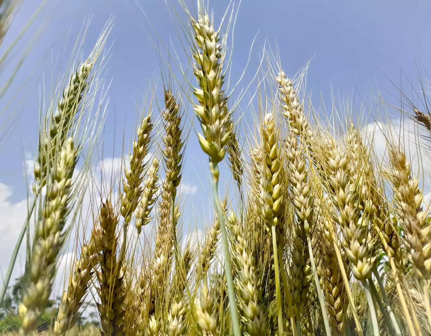 Wheat crop close up green and mature with blue and cloudy sky background