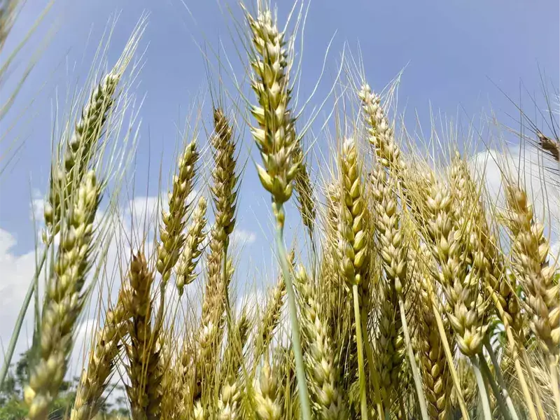 Wheat-cropclose-up-green-and-mature-with-blue-and-cloudy-sky-background