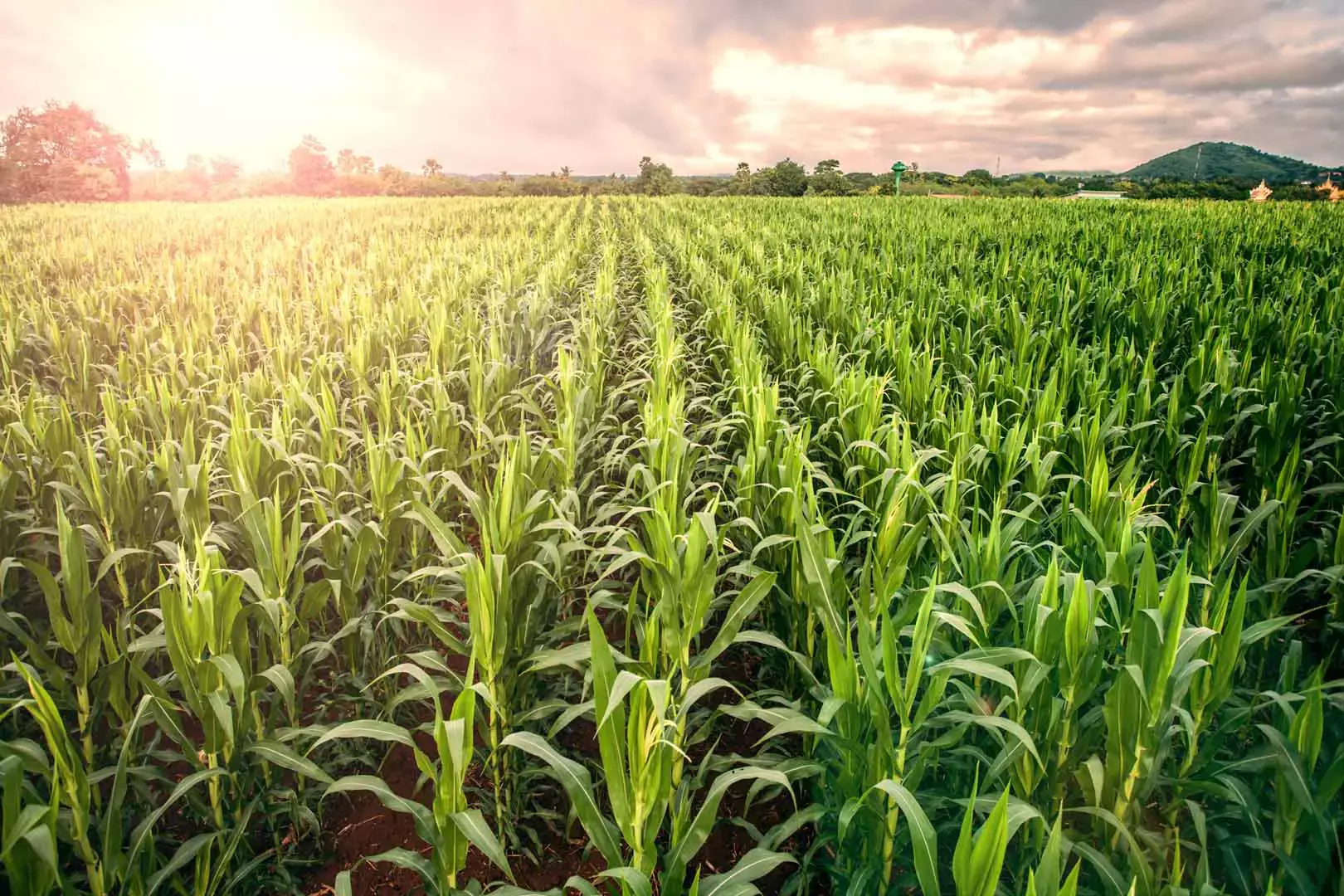 cornfield lens flare effect