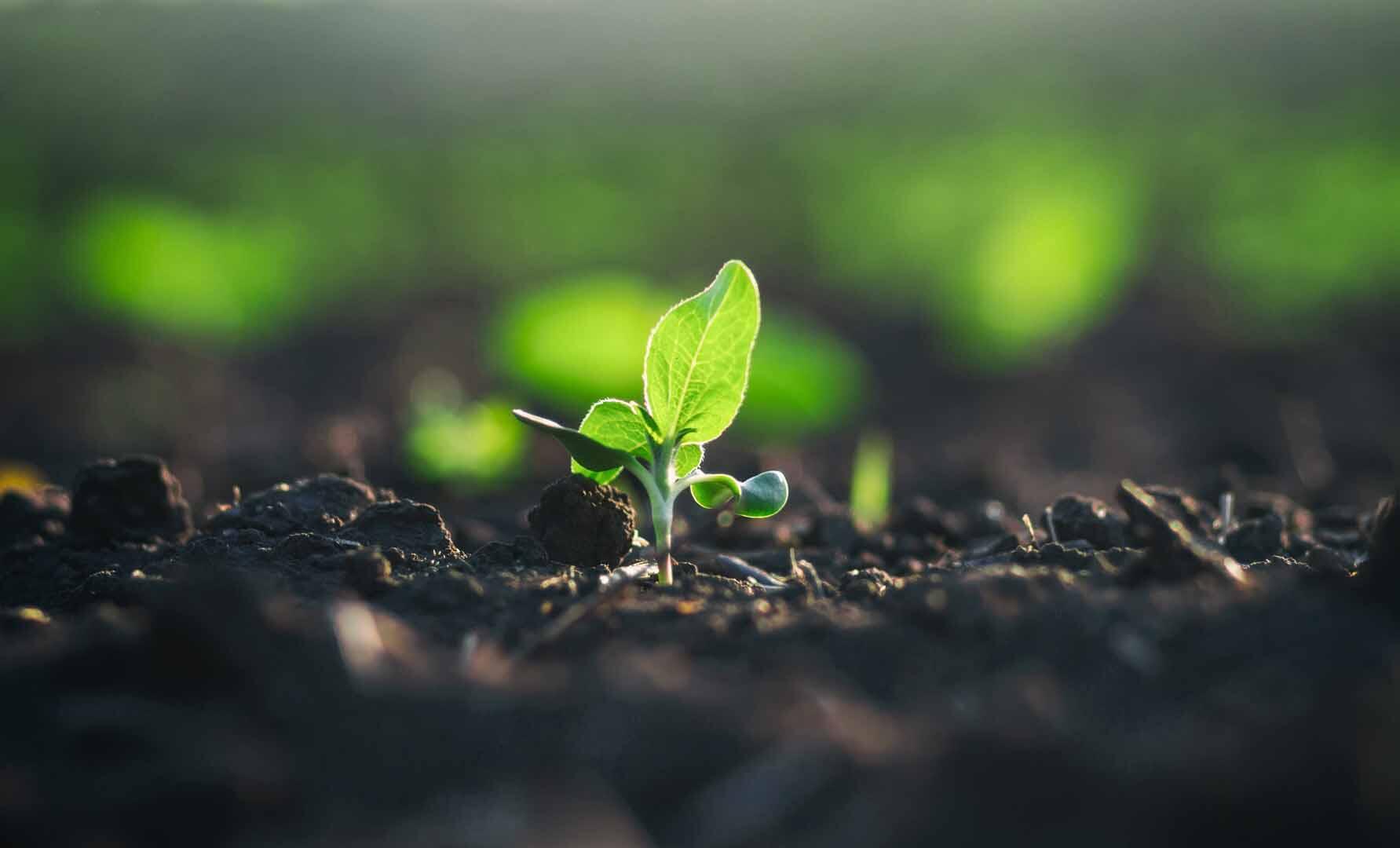 Earth Day concept. Green sidling grow in rich black dirt. Little plant sprout growing in the sun on agricultrual field