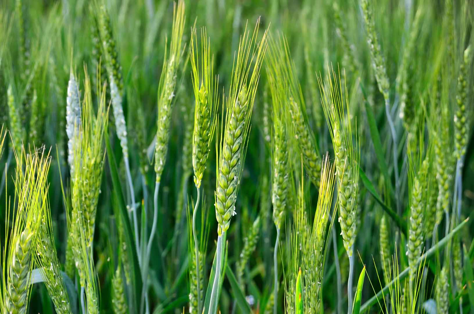 The green ears of cereal crops in the field