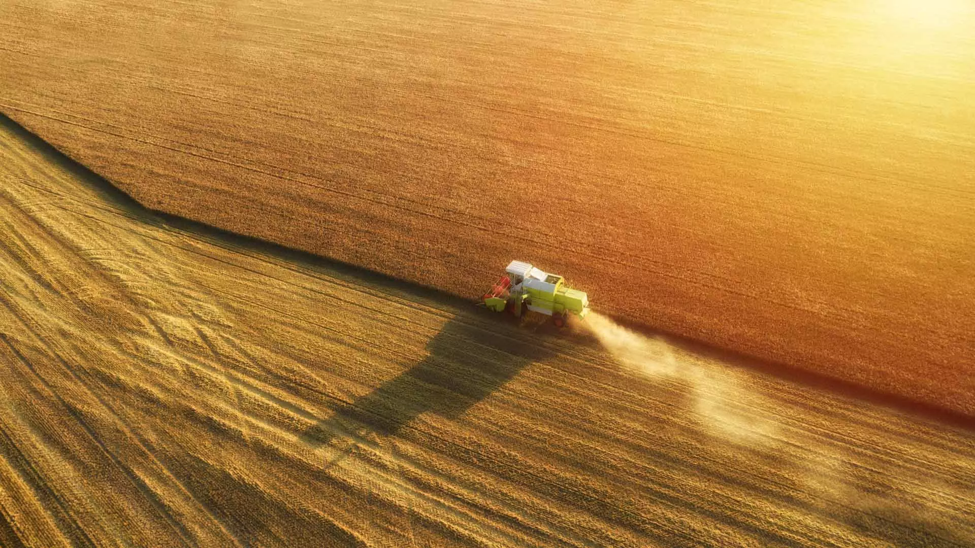 Aerial view Combine Harvester gathers the wheat. Harvesting grain field crop season. Food industry concept