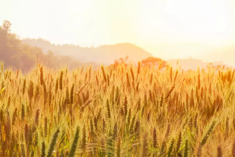 Barley-in-the-golden-yellow-farm-is-beautiful-and-waiting-for-harvest-in-the-season