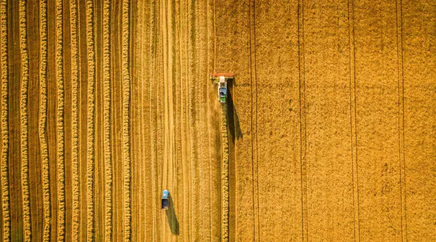 Harvester machine working in field . Combine harvester agriculture machine harvesting golden ripe wheat field. Agriculture. Aerial view. From above.