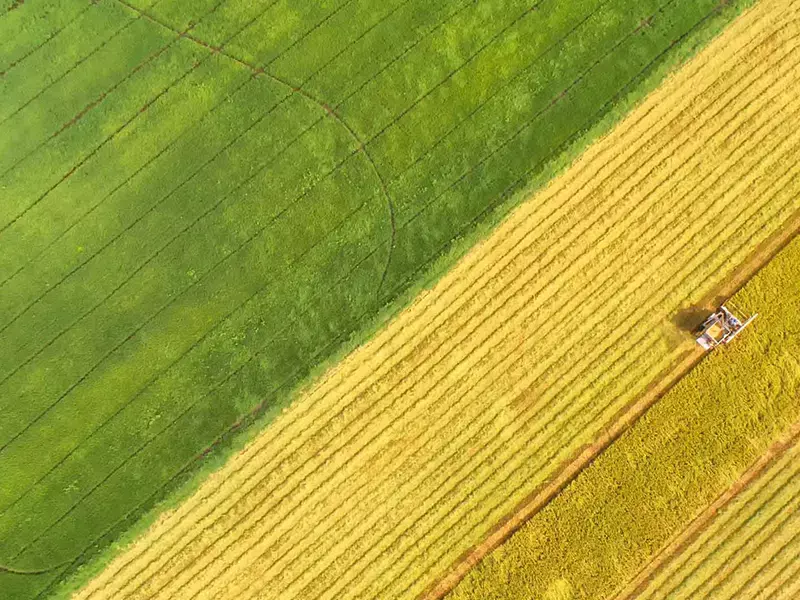 Combine harvester machine with rice farm.Aerial view and top view. Beautiful nature background.