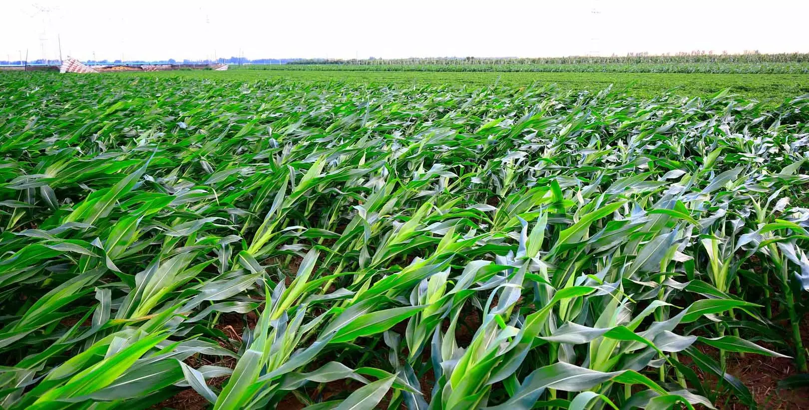 Corn fields of disaster the wind blew