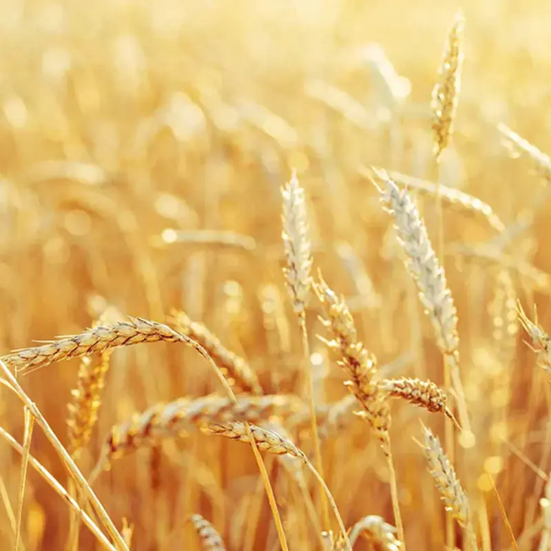 Rural scenery. Background of ripening ears of wheat field and sunlight. Crops field. Selective focus. Field landscape