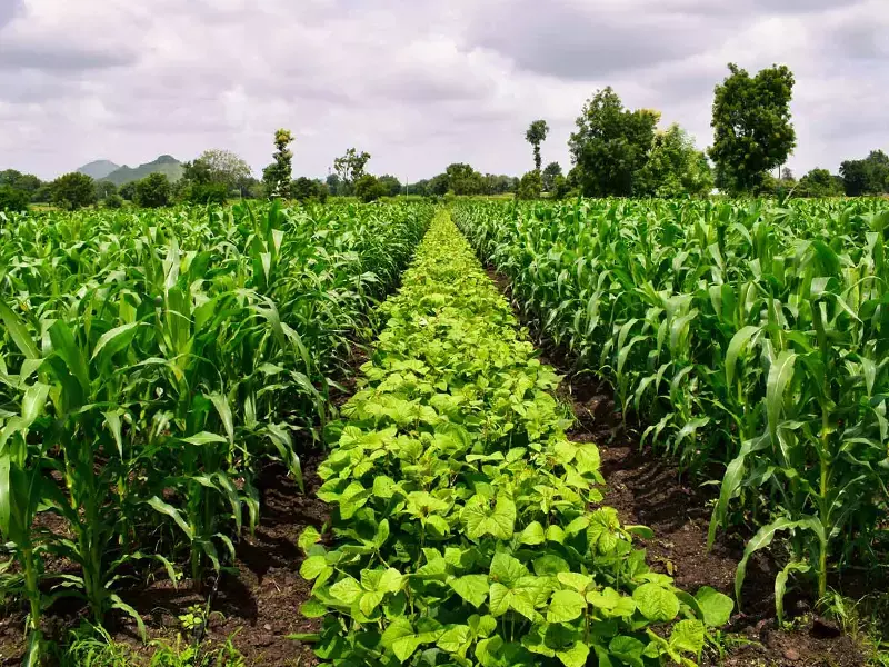 Useful crop rotation in agriculture. maize and Mung bean tree (Vigna radiata). Beautiful farm. Agriculture field. Cultivated field.