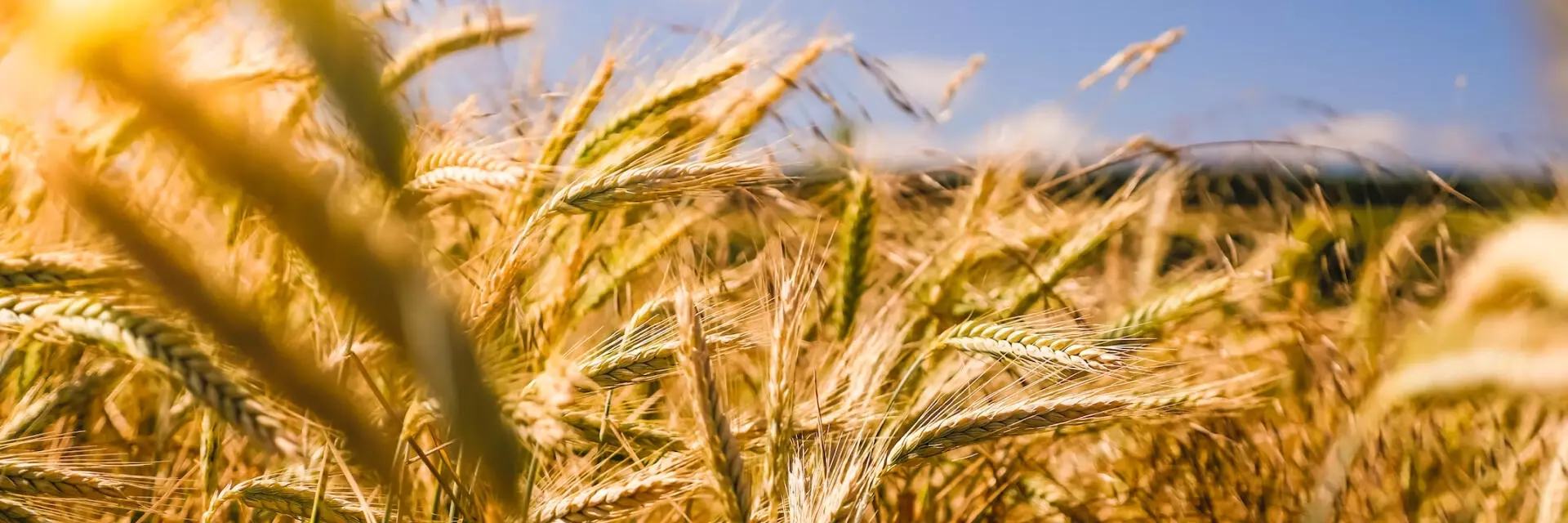 Close up shot of wheat on a sunny day