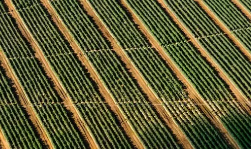 rows of crops from above