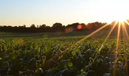 sun stream on rows of crops